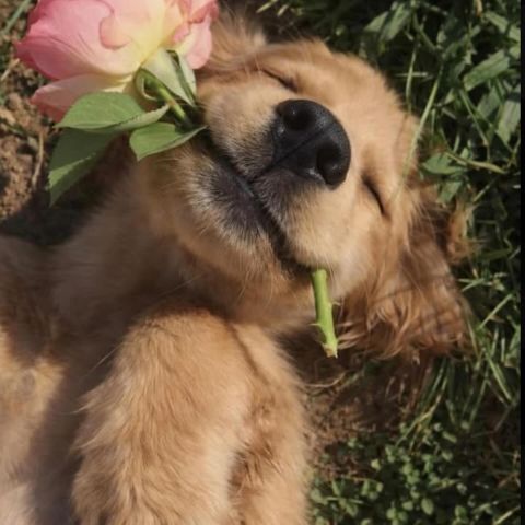 Looking paws-itively radiant. ✨ Who’s a good (and very clean) boy? 🐶🚿

Excited for our onsite puppy spa 🧖 & pet run every dogs dream 🐾  #dogspa #pawsandrelax #dogfriendly #puppyglowup