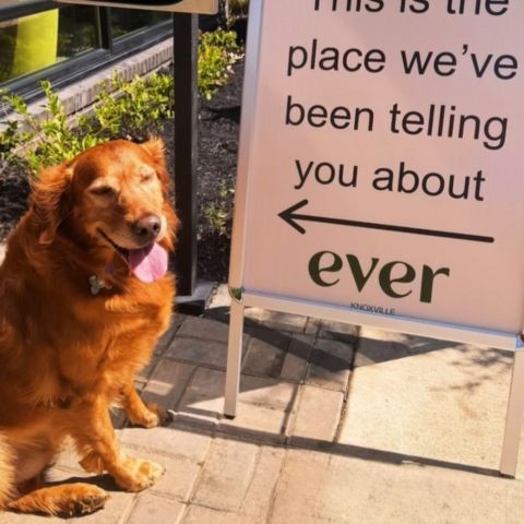 Meet Nav ! ❤️ 
Our doggie of the month 🐕 
Your four-legged best friend belongs at EVER Knoxville! 🐶🐱 We are proudly pet-friendly and feature an on-site Luxurious Pet Spa to keep your pup clean and pampered after walks around Fort Sanders or World’s Fair Park @swampdognav #utk #everknoxville #offcampushousing #classof2030